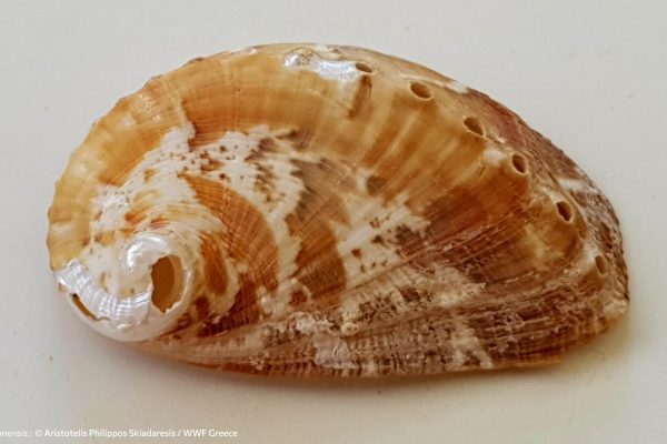 Βιβλιοθήκη Θαλάσσια Πανίδα-9