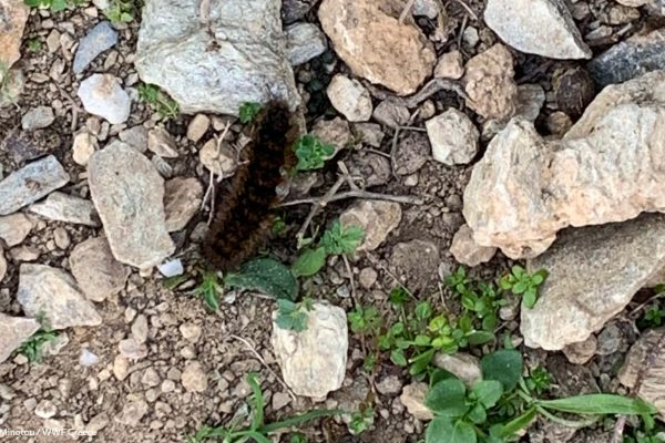 Βιβλιοθήκη Πανίδα-1