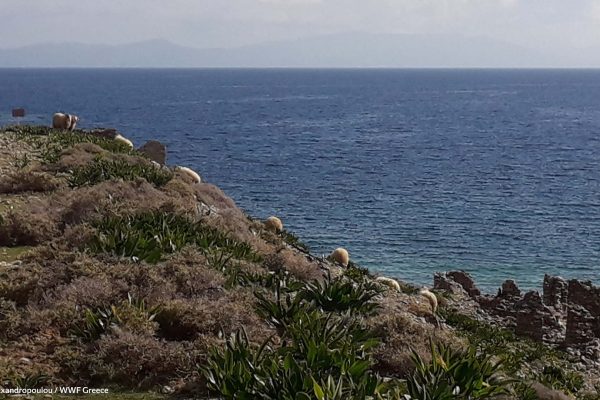 Βιβλιοθήκη Πανίδα-11