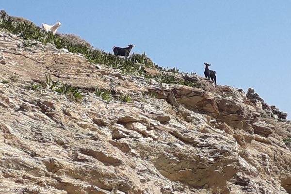 Βιβλιοθήκη Πανίδα-12