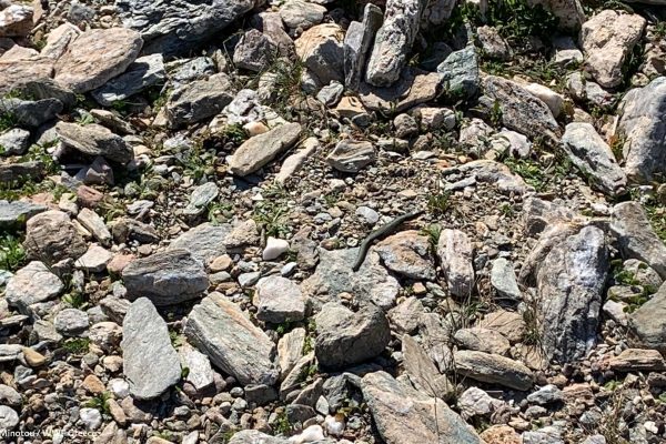 Βιβλιοθήκη Πανίδα-18