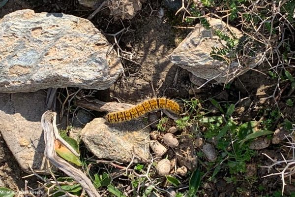 Βιβλιοθήκη Πανίδα-21