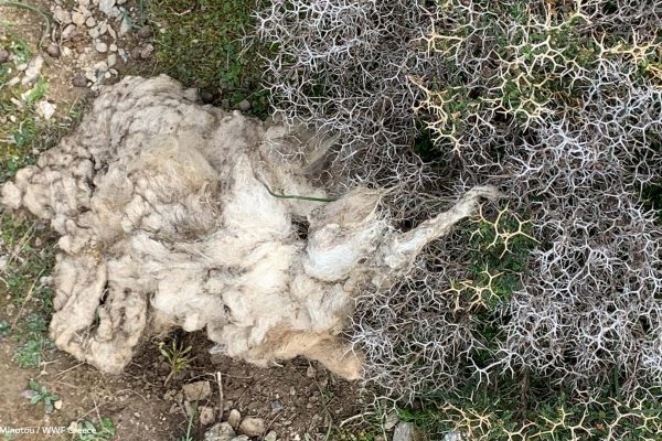 Βιβλιοθήκη Πανίδα-24