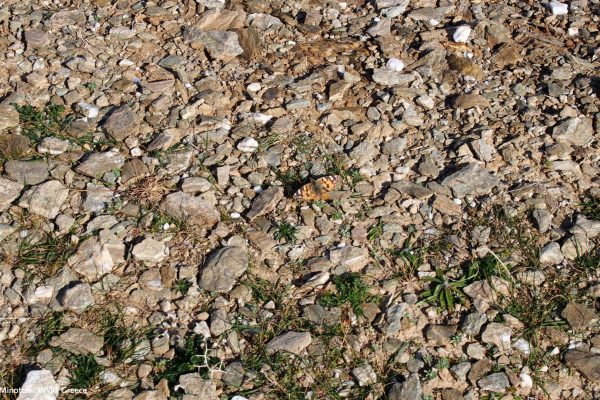 Βιβλιοθήκη Πανίδα-26