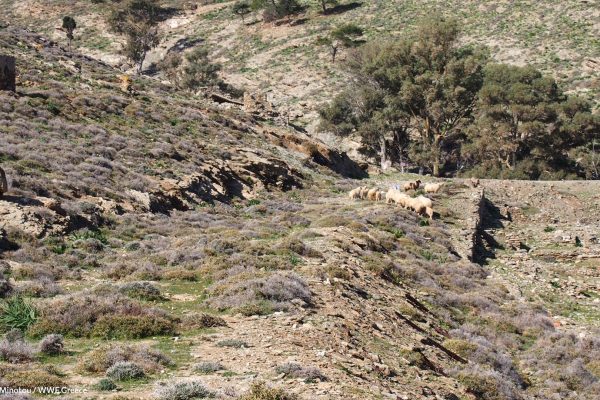 Βιβλιοθήκη Πανίδα-27