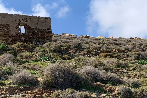 Βιβλιοθήκη Πανίδα-31