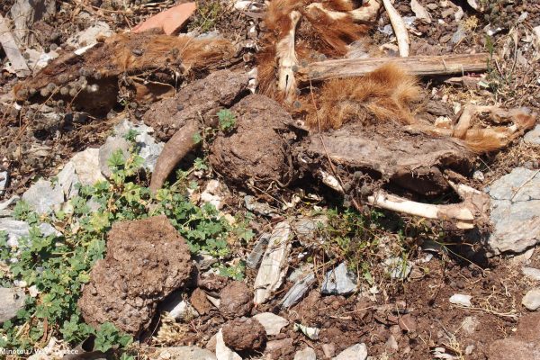 Βιβλιοθήκη Πανίδα-33