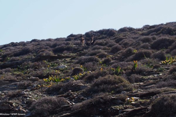Βιβλιοθήκη Πανίδα-35