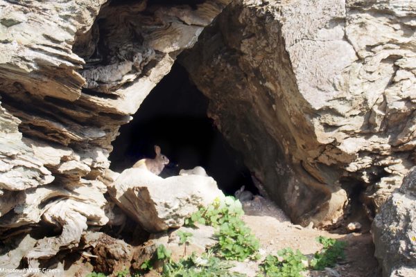 Βιβλιοθήκη Πανίδα-4