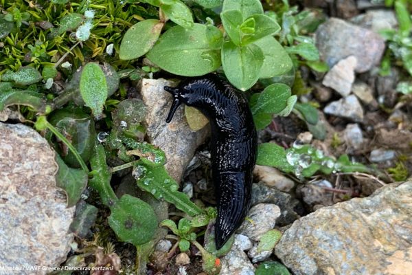 Βιβλιοθήκη Πανίδα-5