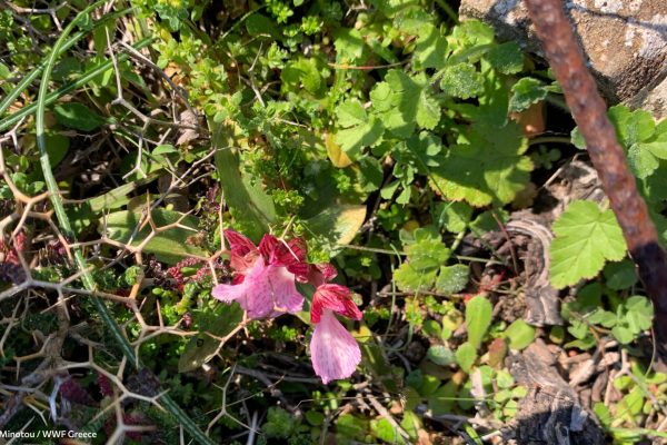 Βιβλιοθήκη Σκουριά-21