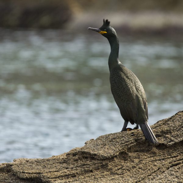 Θαλασσοκόρακας (Πηγή: A. Bonetti/WWF Ελλάς)