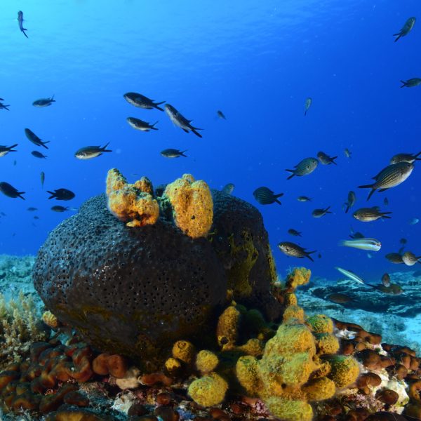 Ο πλούτος της ζωής στη θάλασσα γύρω από τη Γυάρο (Πηγή: Γ. Ρηγούτσος/WWF Ελλάς )