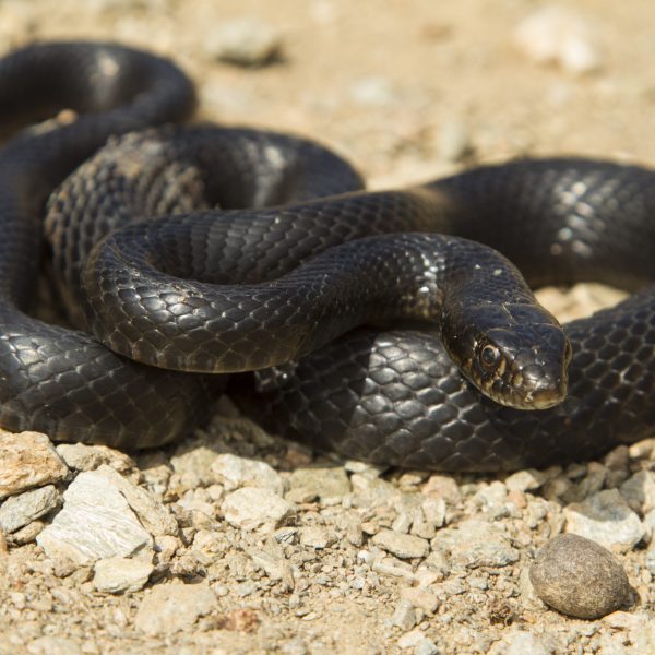Το φίδι της Γυάρου (μην σε φοβίζει δεν είναι δηλητηριώδες) (WWF ΕΛΛΑΣ)