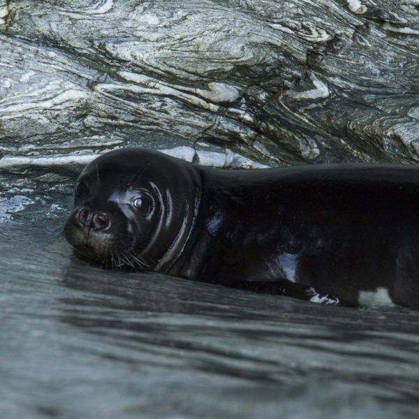 Μεσογειακή φώκια (Πηγή: Χ. Παπαδάς/WWF Ελλάς)