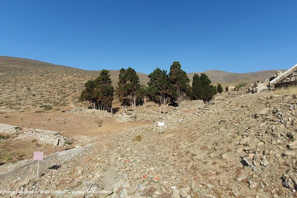 δέντρα Ar. Junior 1