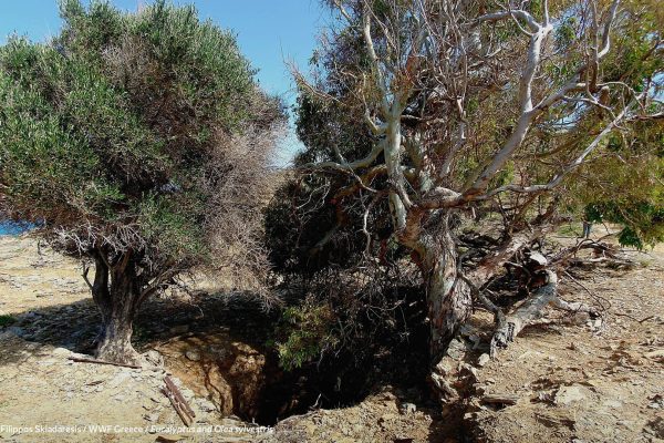 δέντρα Ar. Junior 3