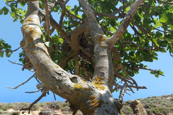 δέντρα Ar. Junior4