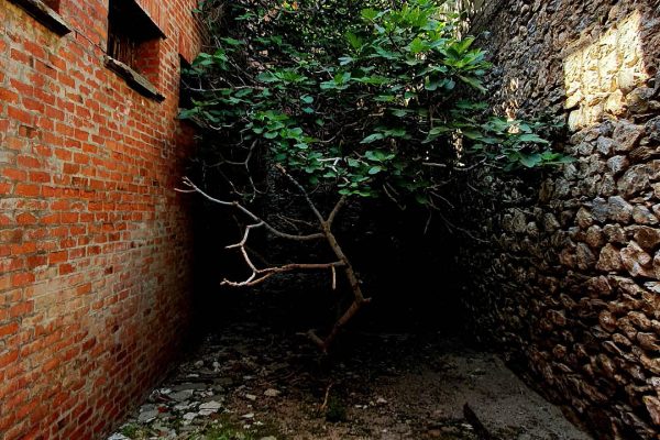 δέντρα Ar. Junior5