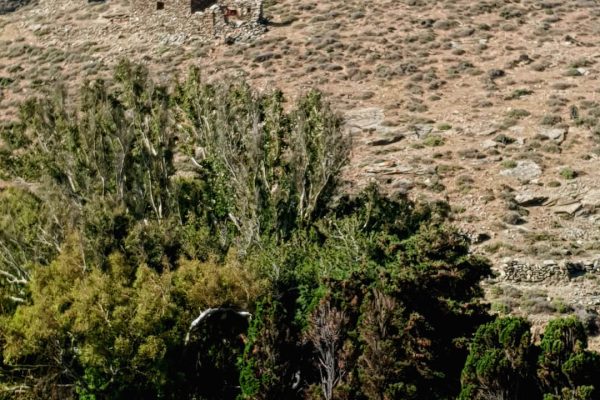 δέντρα Ar. Junior6