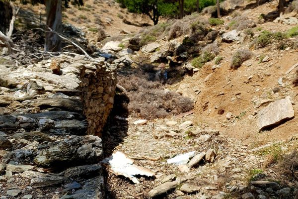 δέντρα Ar. Junior7