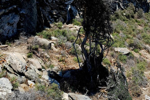 δέντρα Ar. Junior8