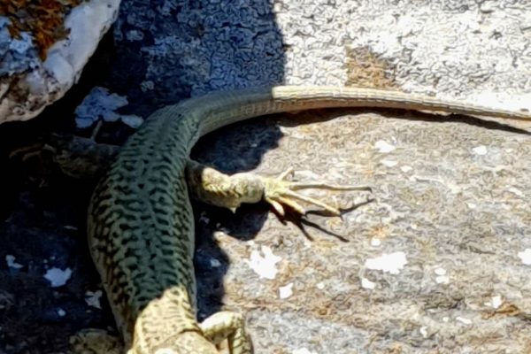 πανίδα Αρ. Junior