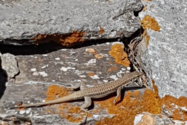 πανίδα Αρ. Junior2