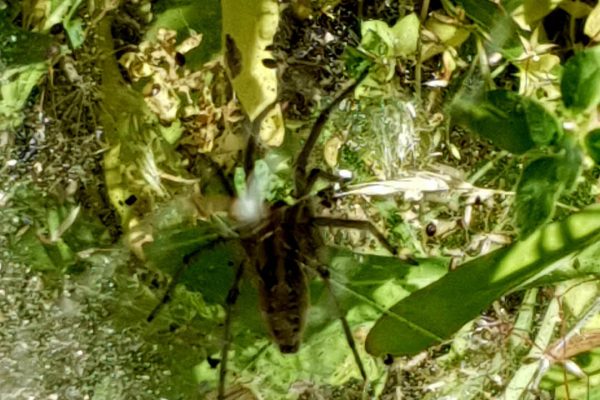 πανίδα Αρ. Junior3