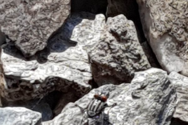 πανίδα Αρ. Junior4