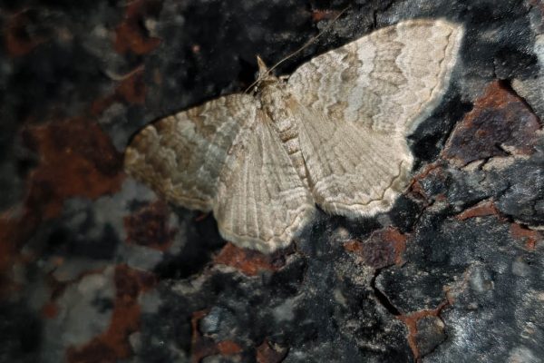 πανίδα Αρ. Junior5