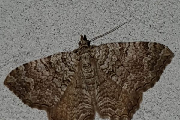 πανίδα Αρ. Junior6