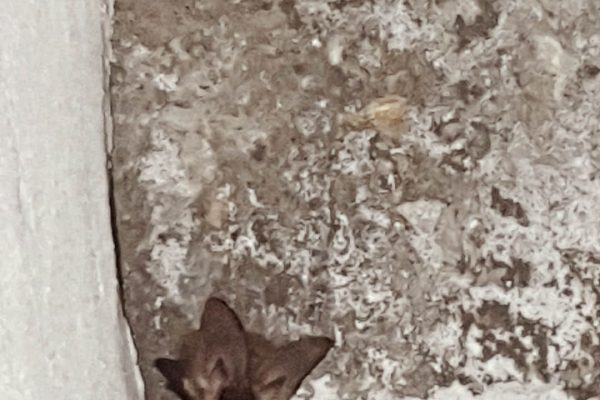 πανίδα Αρ. Junior7