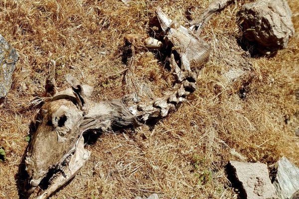 πανίδα Αρ. Junior8